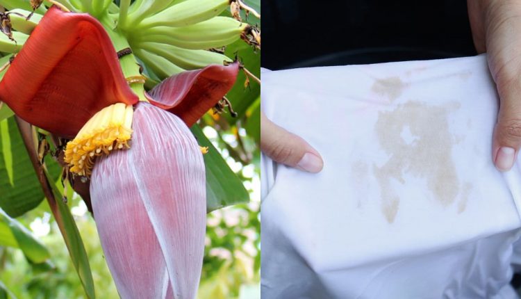Remove-banana-stain (1)