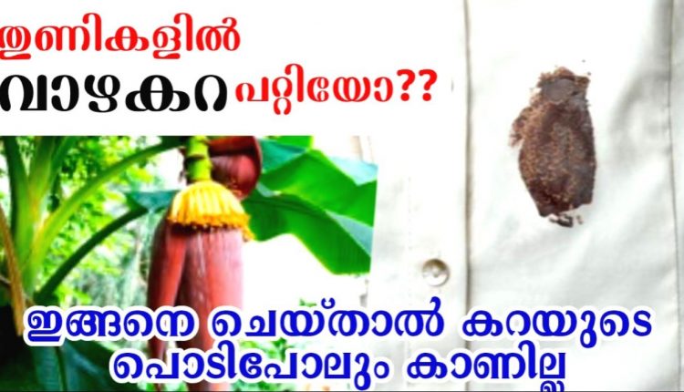 Video Thumbnail: തുണികളിലെ വാഴകറ എത്ര പഴകിയാലും പാടുപോലും വരാതെ മാറ്റാം|How to remove banana stain|Stain removal tips
