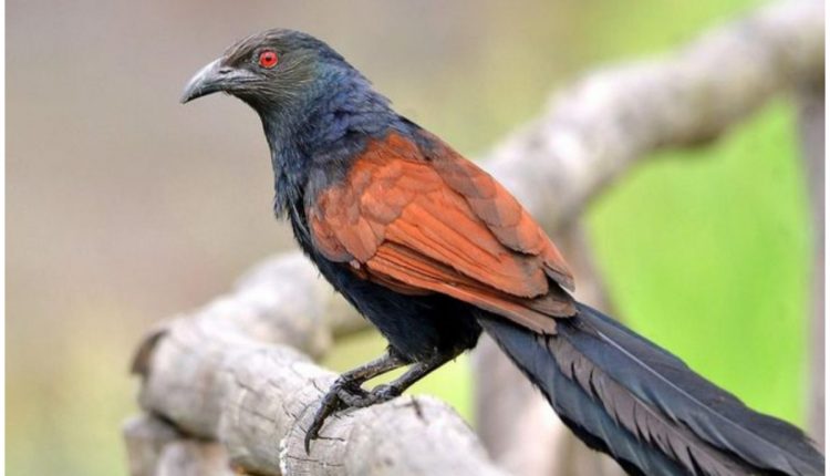 Crow Pheasants Lucky Bird Malayalam 1 (1)