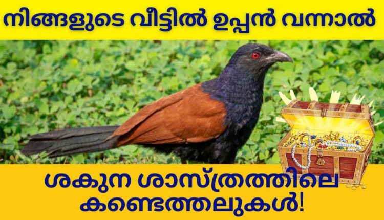 Crow Pheasants Lucky Bird Malayalam 1 (2)