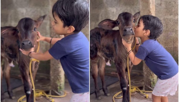 baby-wit-cow