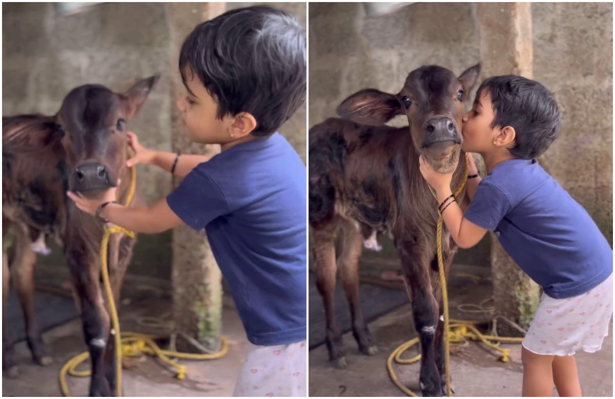 Cute Baby With Cow video viral