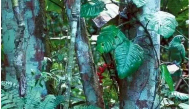 ind-the-hidden-parrot-in-this-optical-illusion-2