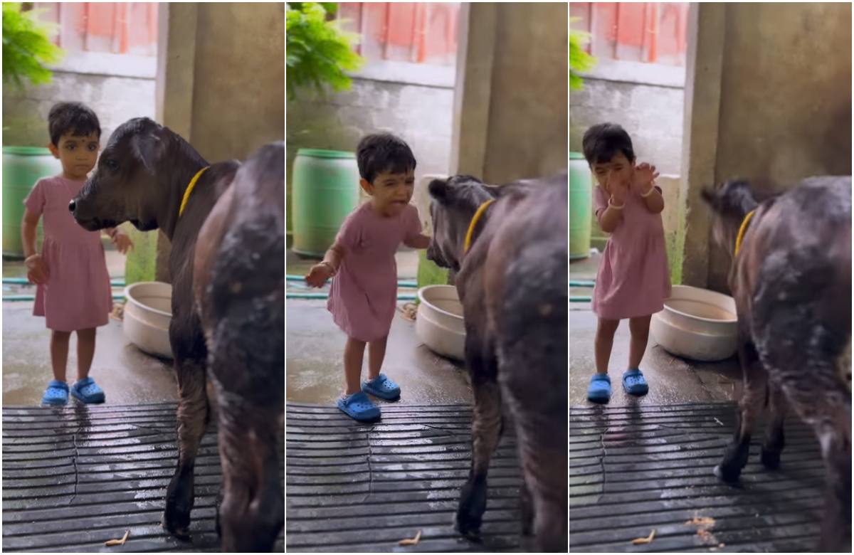 A Baby Girl Play with Calf Goes Viral