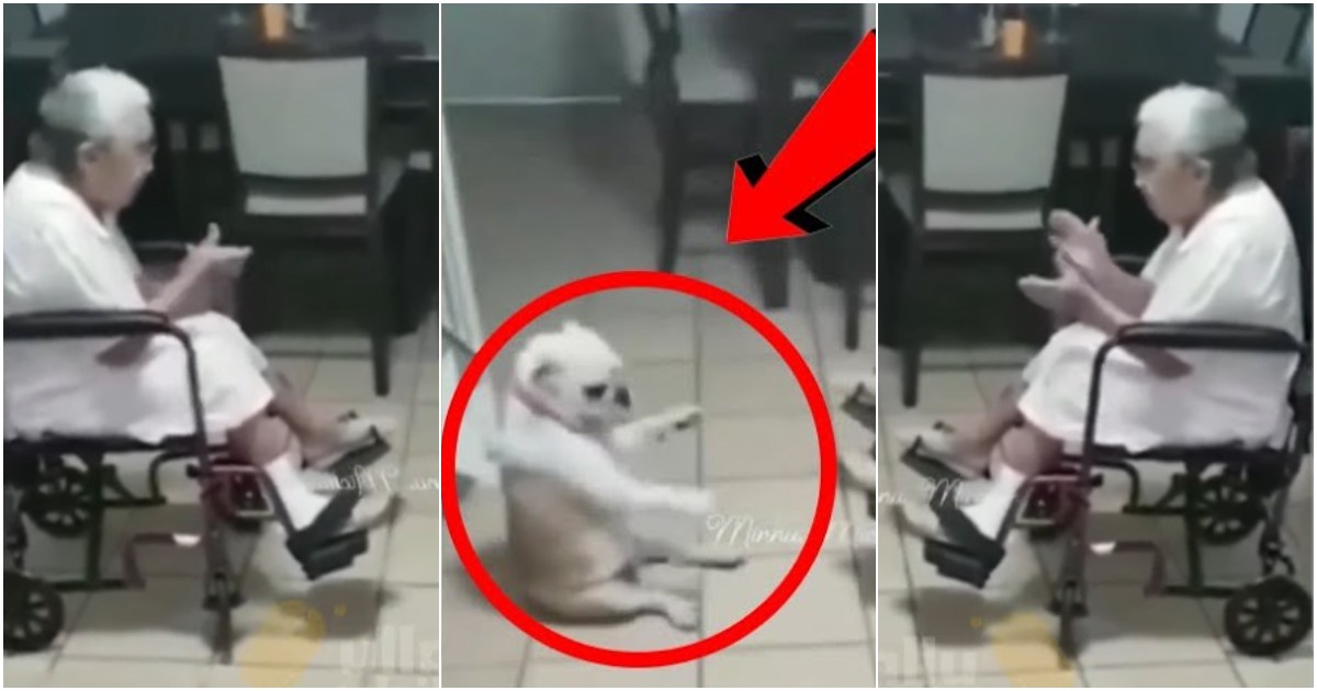 A Dog Dance Video Viral