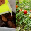 Easy Zero Cost Fertilizer Making Tip