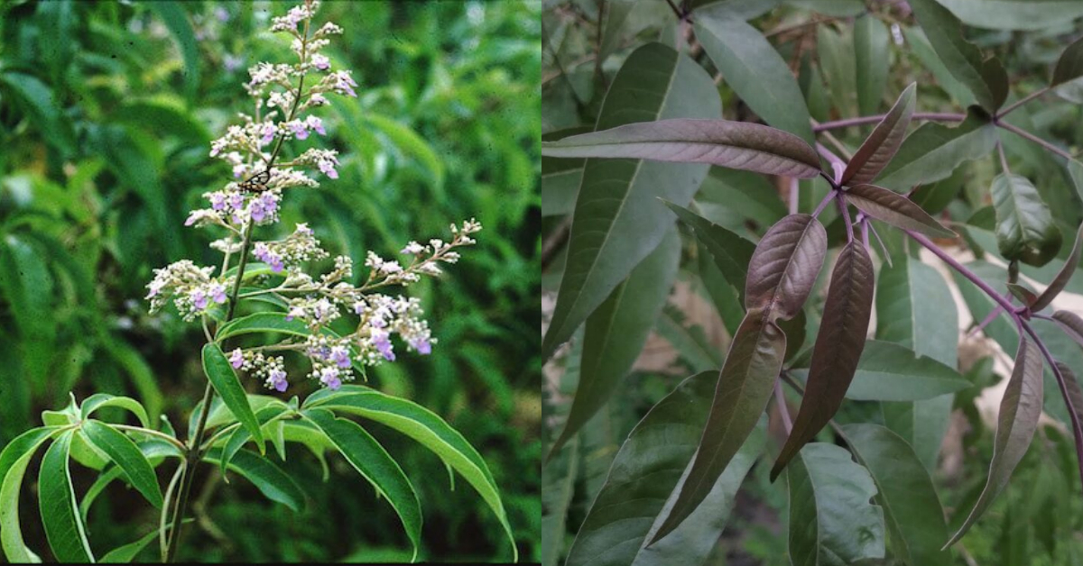 Karinochi Leaf Health Benefits