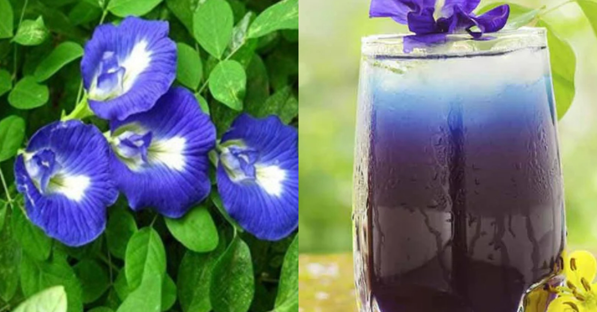 Shankupushpam Tea Health benefits