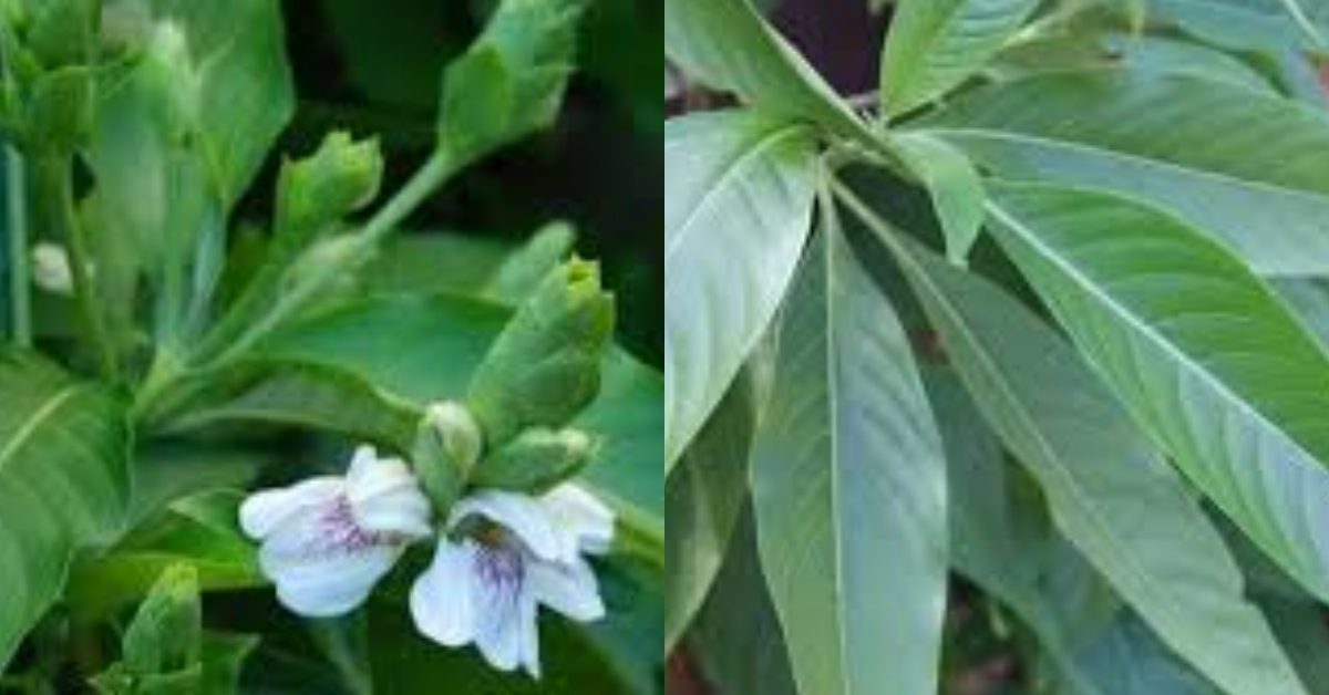 Adalodakam Aushadham for Cough and cold