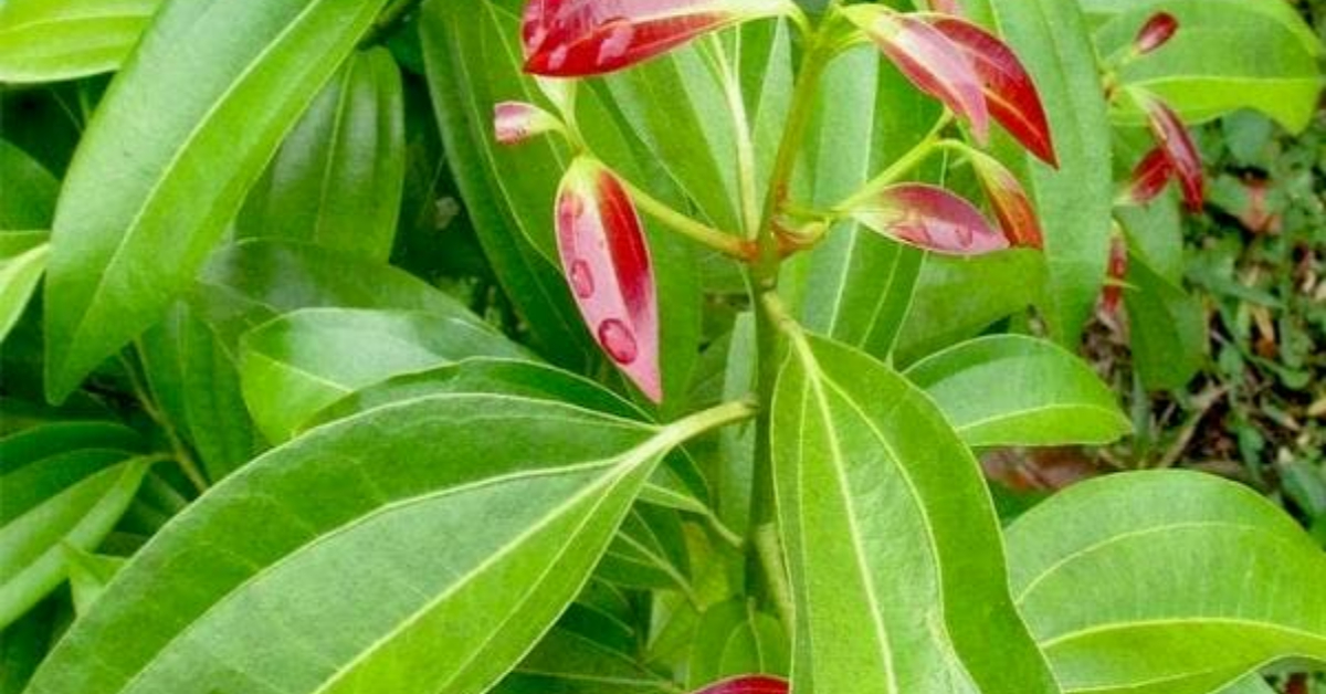 Bay Leaves Medicinal Benefits