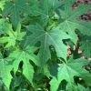 Chayamansa Plant Medicinal Benefits