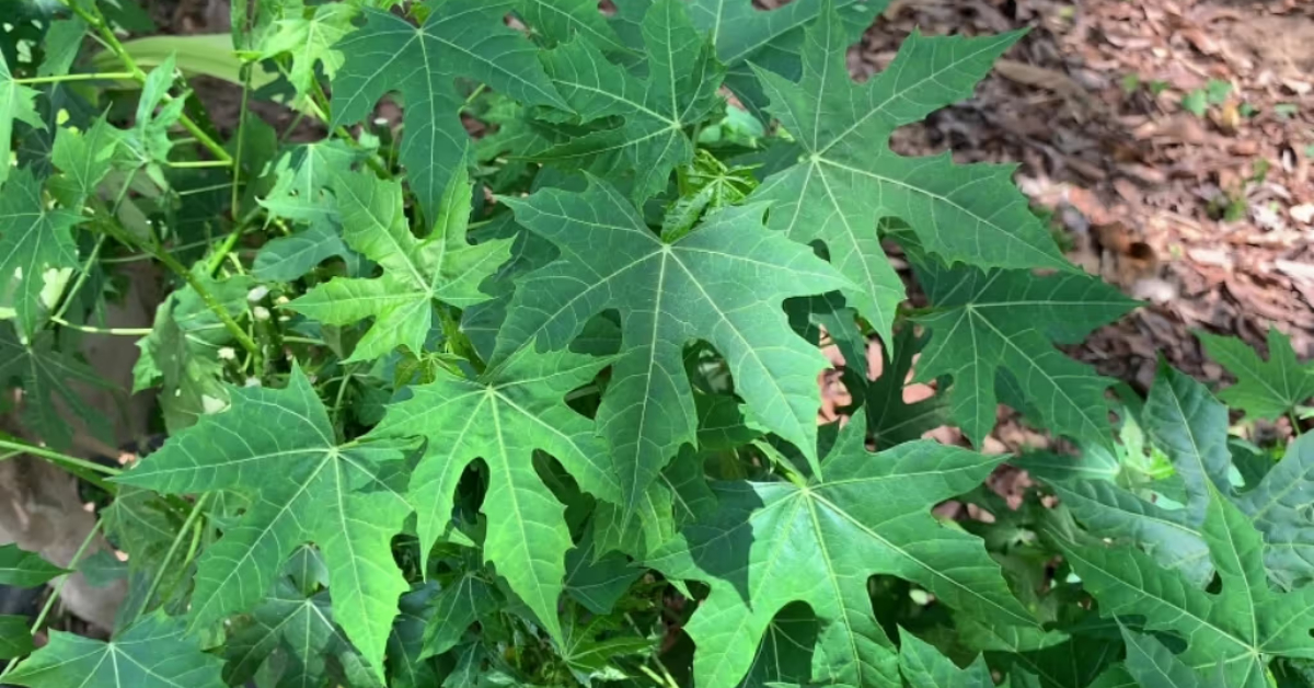Chayamansa Plant Medicinal Benefits
