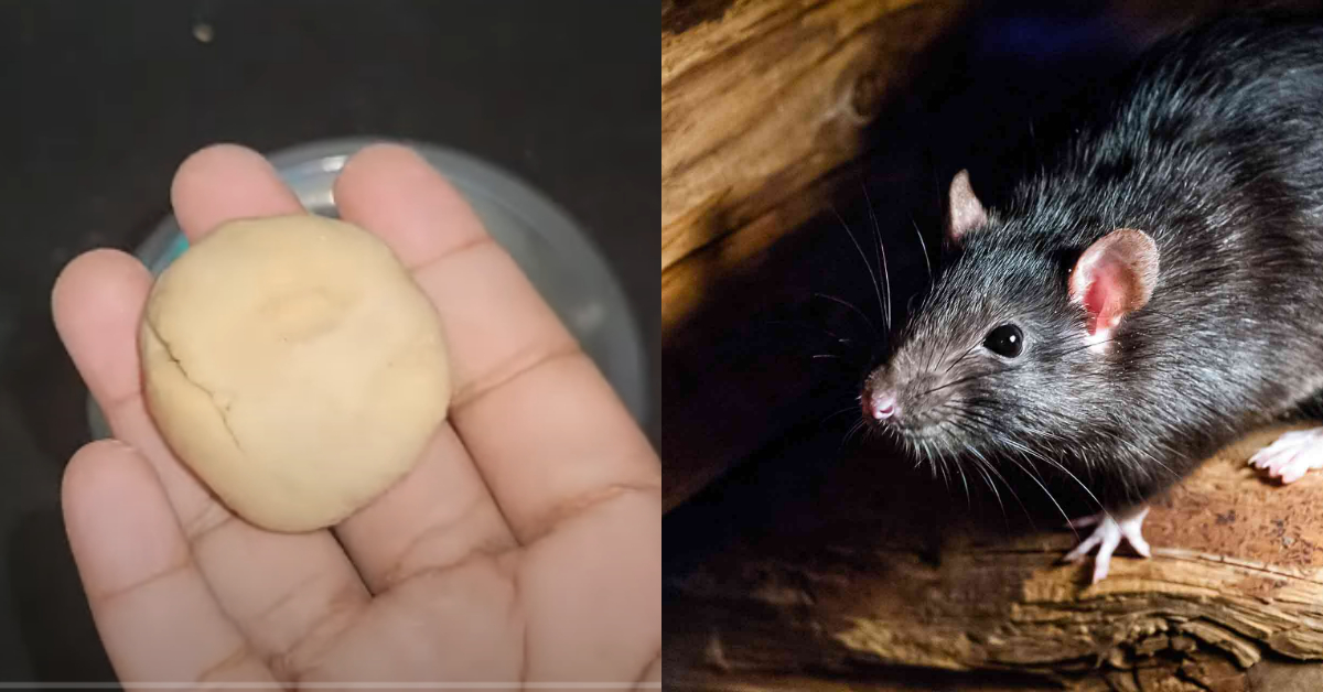 Easy Tip To Get Rid of Rat in House