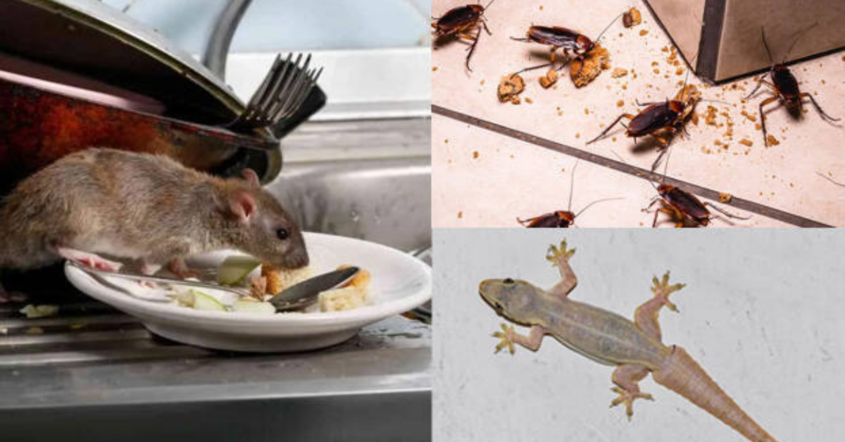 Get Rid Of Pests Using Harpick
