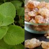Panikoorka Panam Kalkandam Benefits