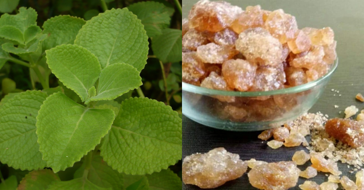 Panikoorka Panam Kalkandam Benefits