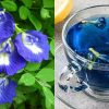 Shankupushpam Tea Health benefits