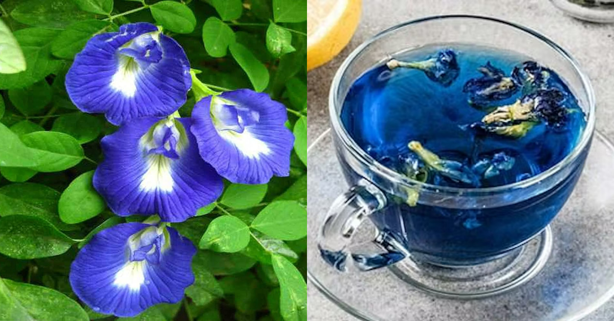 Shankupushpam Tea Health benefits