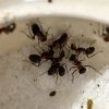 Tips To Get Rid Of Ants From Sugar Container