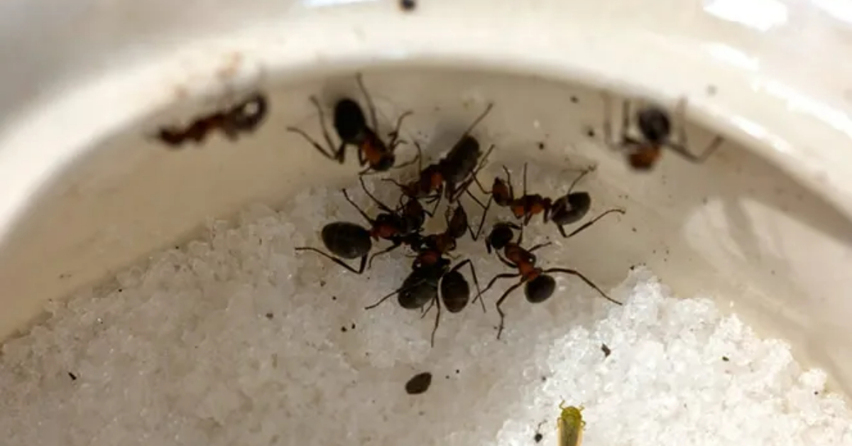 Tips To Get Rid Of Ants From Sugar Container