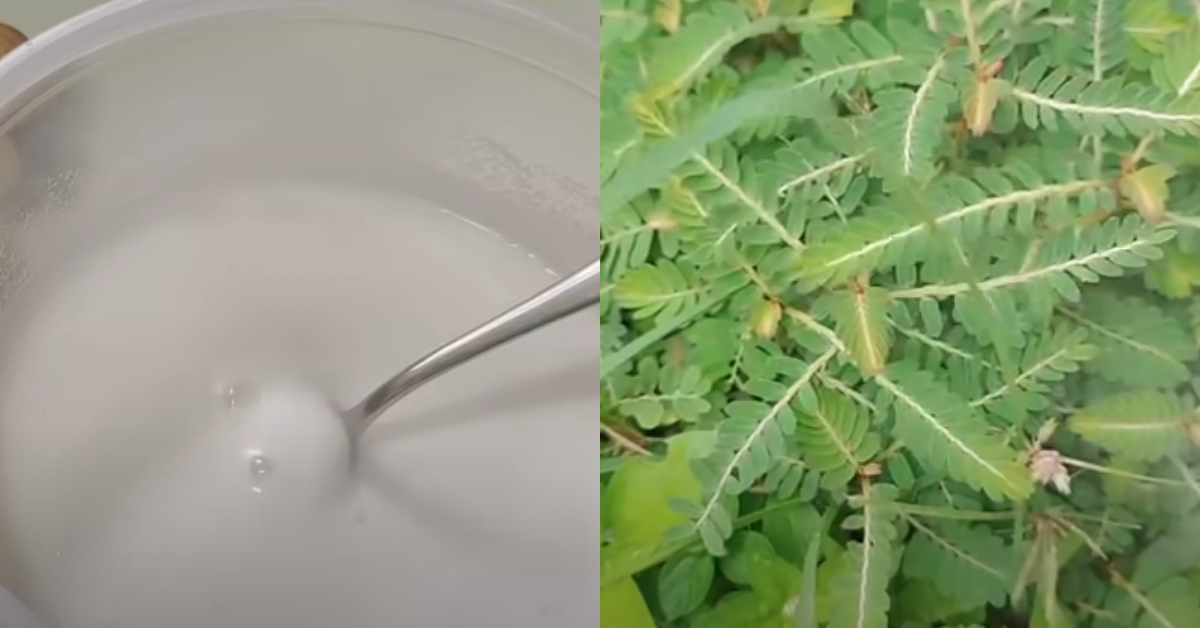To Remove Weeds Using Rice Flour