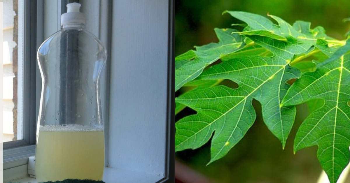 Kitchen Hacks Using Papaya Leaf