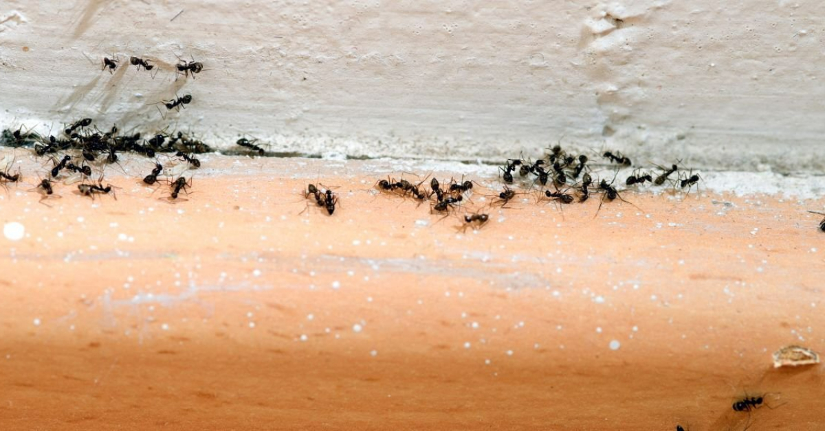 Tips To Get Rid Of Termite Ants