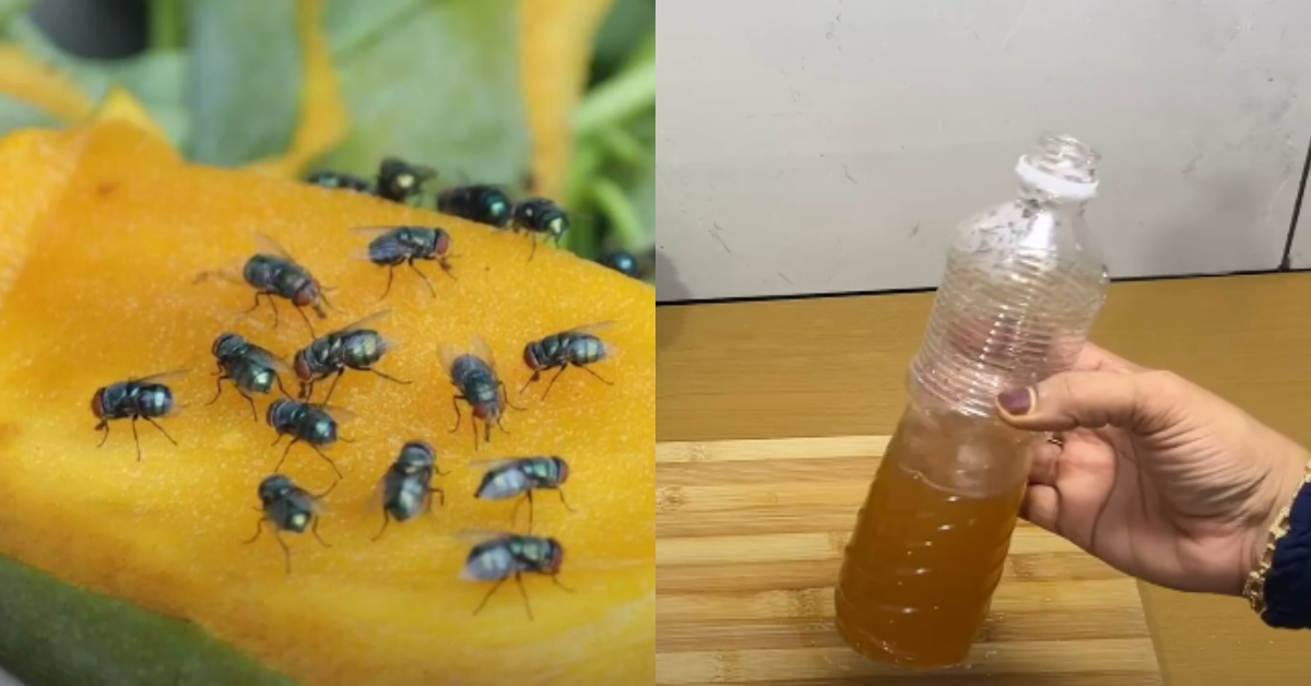 Easy Tip To Get Rid of House Flies