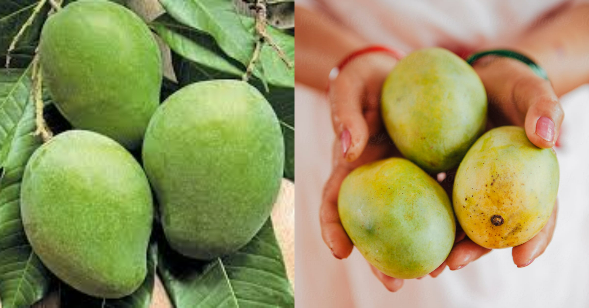 How To Avoid Mango Worms