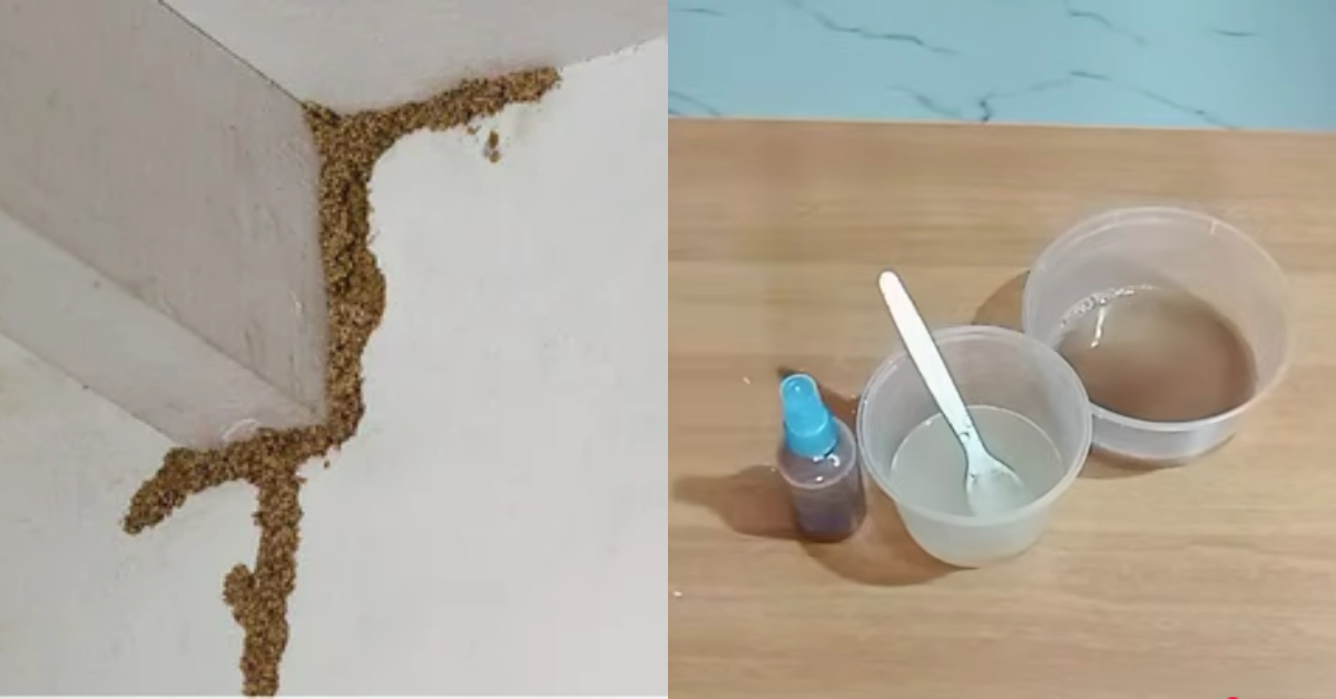 How To Get Rid Termite From Home