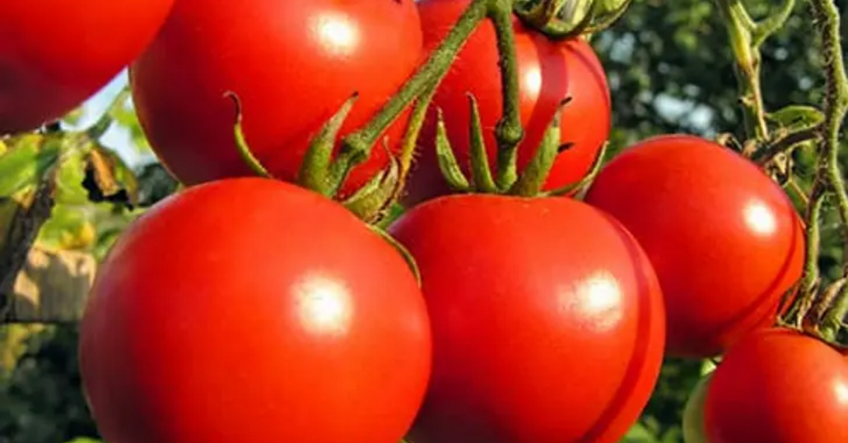 Tips To Preserve Tomato For Long