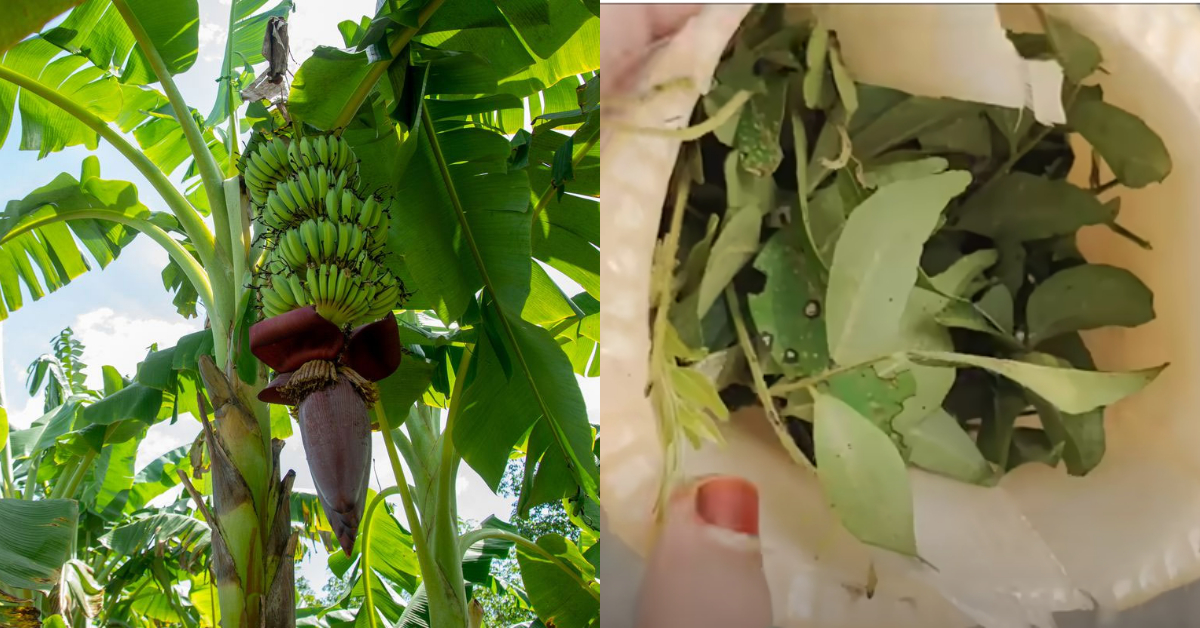 Useful Tips With Banana Plant