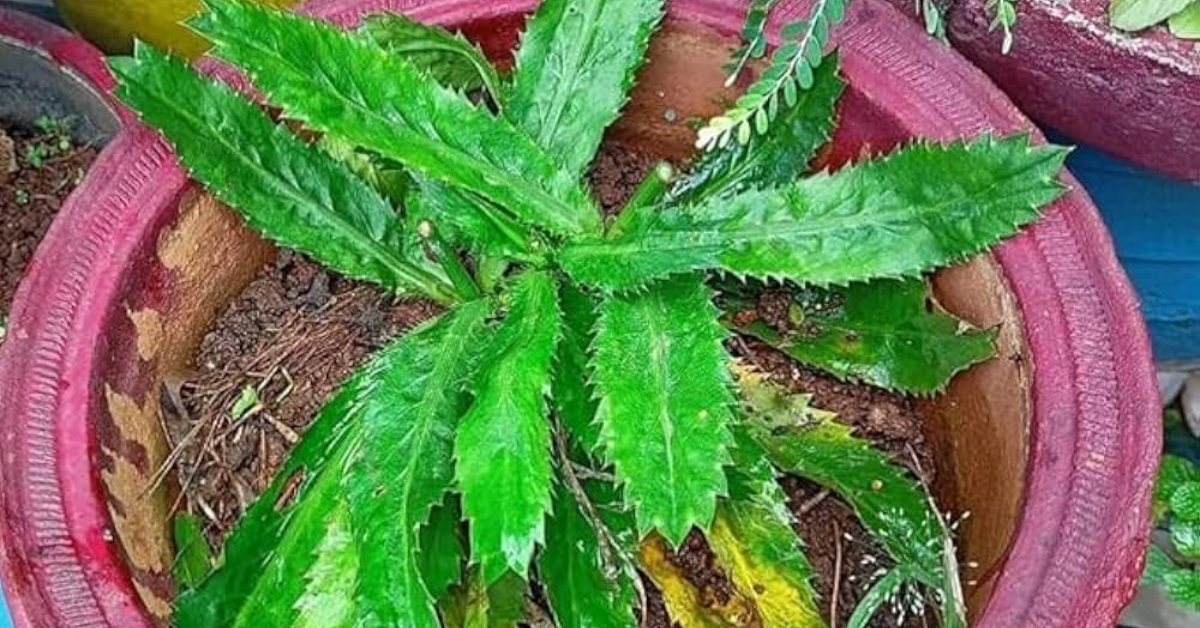 African Malliyila Krishi Easy Tips