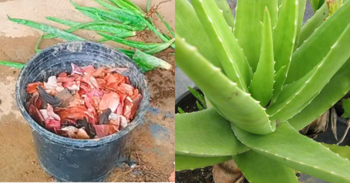 Aloe Vera Cultivation And Care Tip