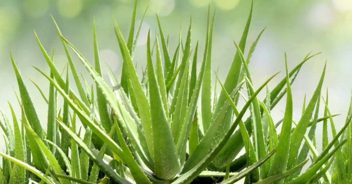 Aloe Vera Gives Money Astrology
