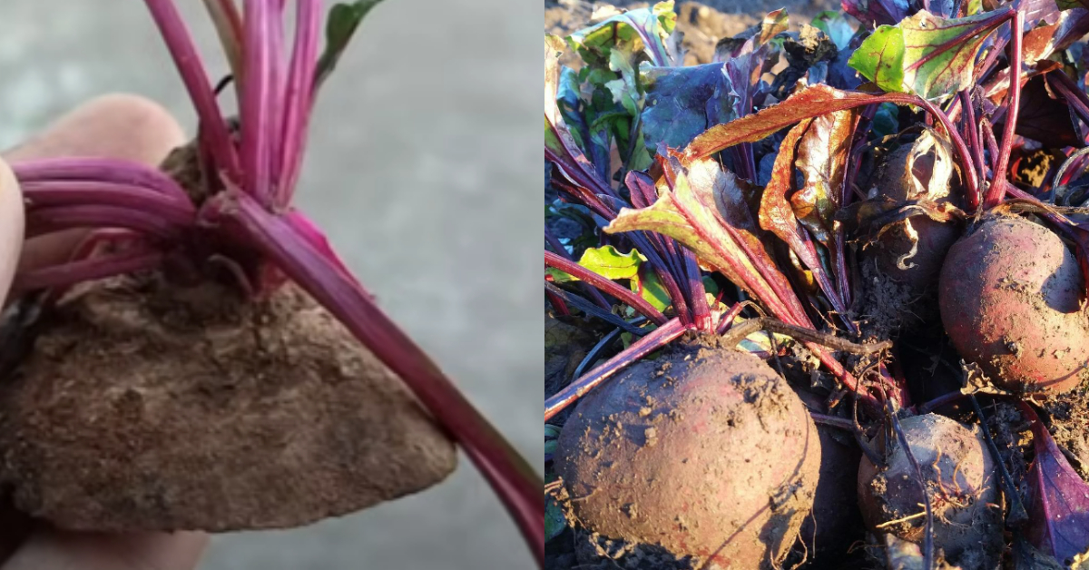 Beetroot Planting Tip At Home