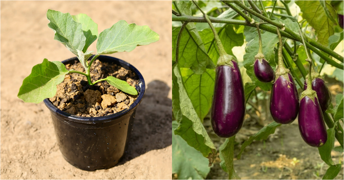 Brinjal Cultivation Tips