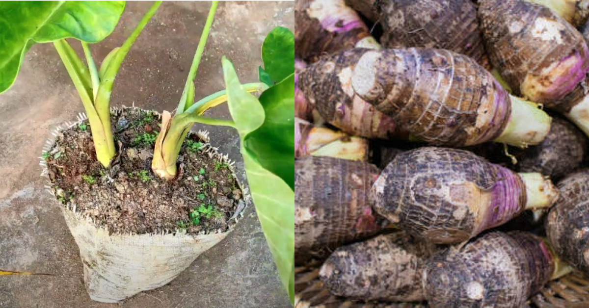 Chembu Cultivation Tip Using Compost