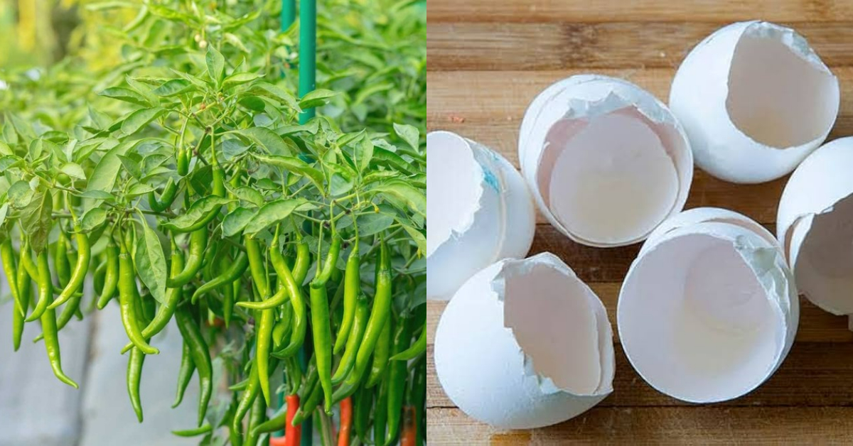 Chili Cultivation Tip Using Egg Shell