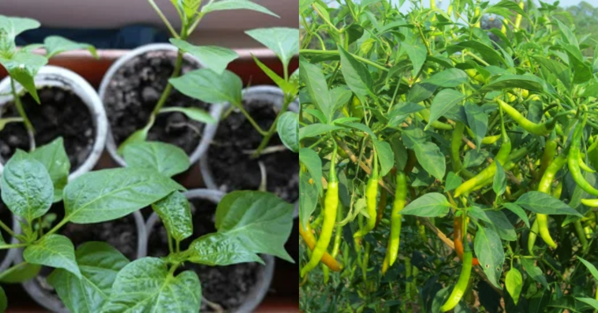 Chili Cultivation Tip Using Paper Glass