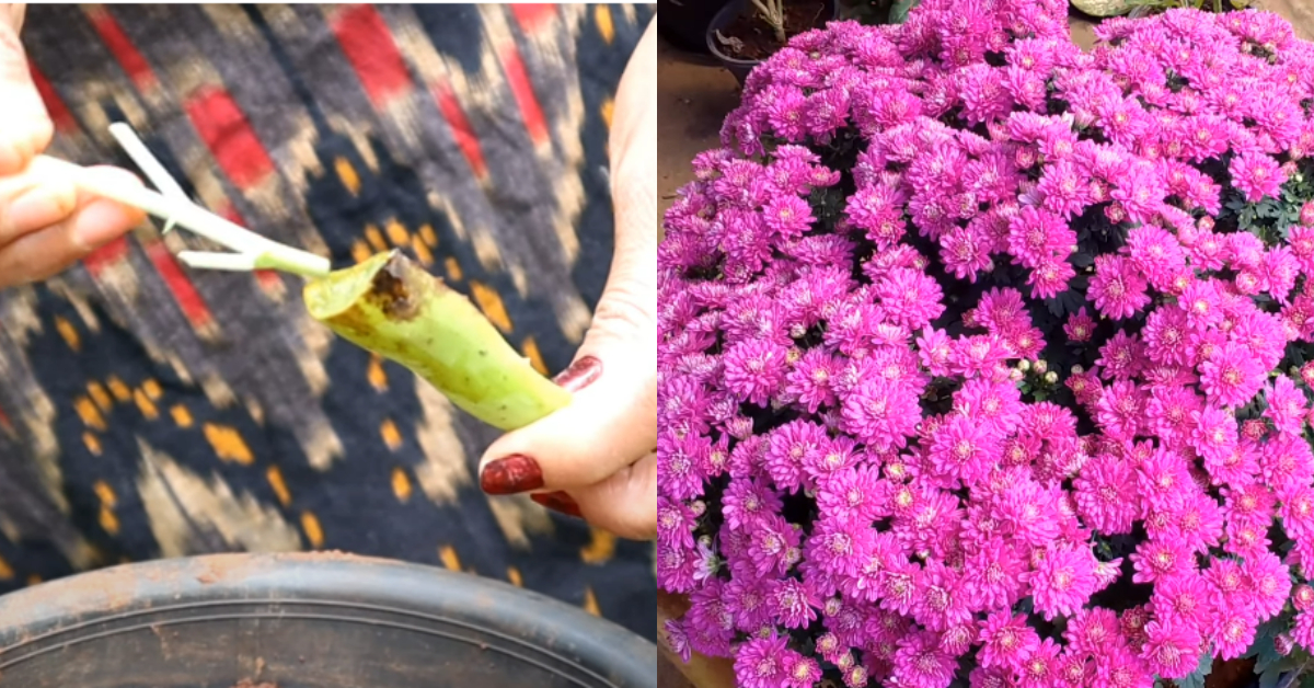Chrysanthemum Plant Care At Home
