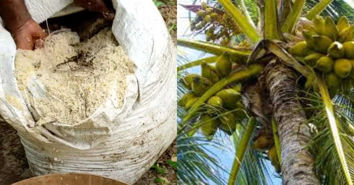 Coconut Cultivation Tips