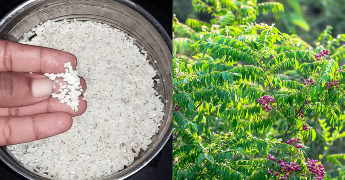 Curry Leaves Cultivation Using Raw Rice