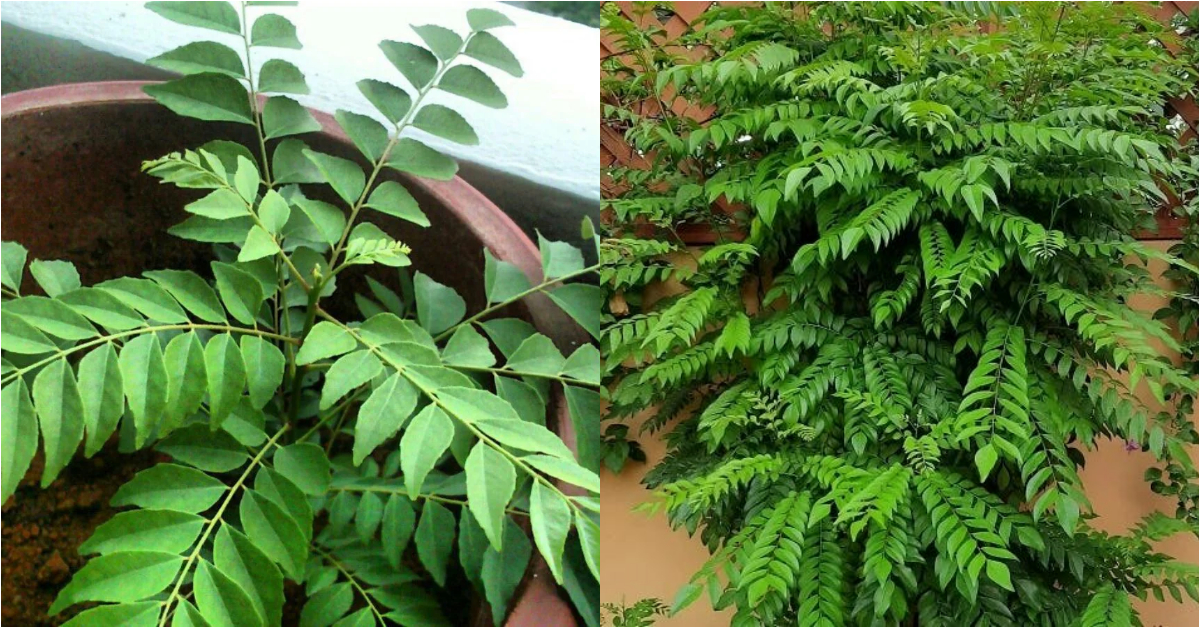 Curry Leaves Grow Well Tricks