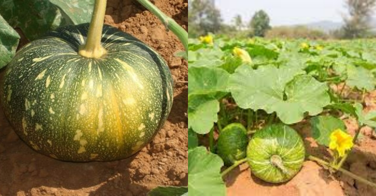 Easy Pumpkin Cultivation At Home