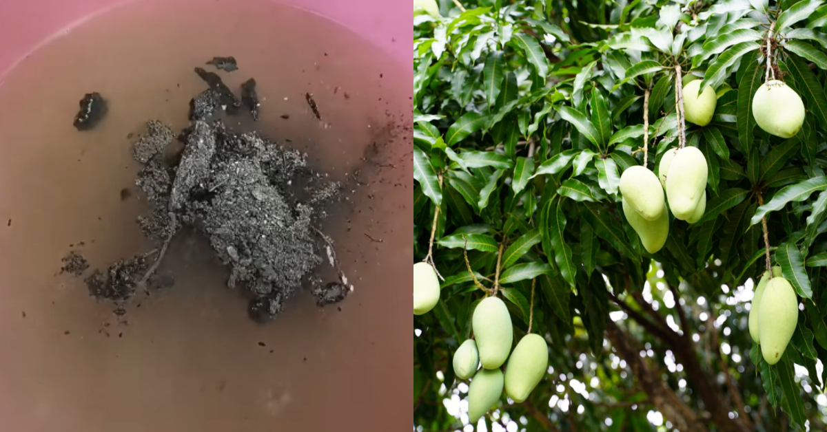 Fast Growing Fertilizer For Mango Tree