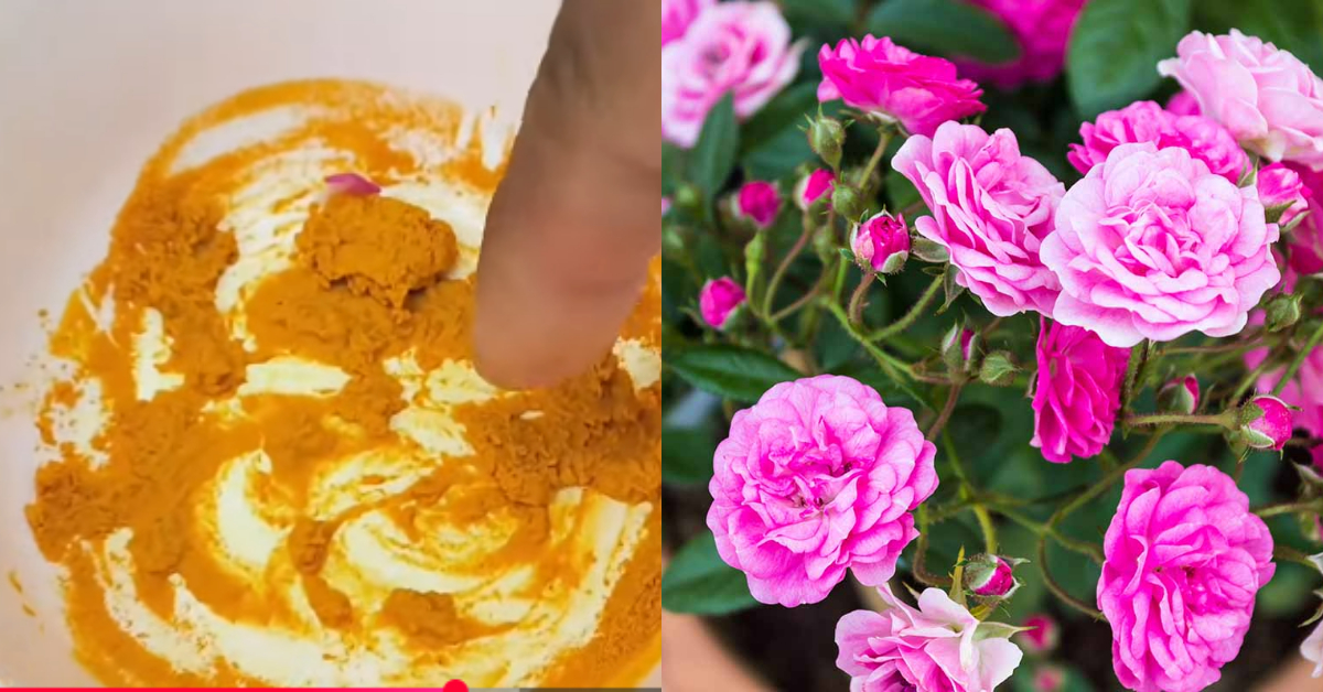Gardening Tips Using Fertilizer