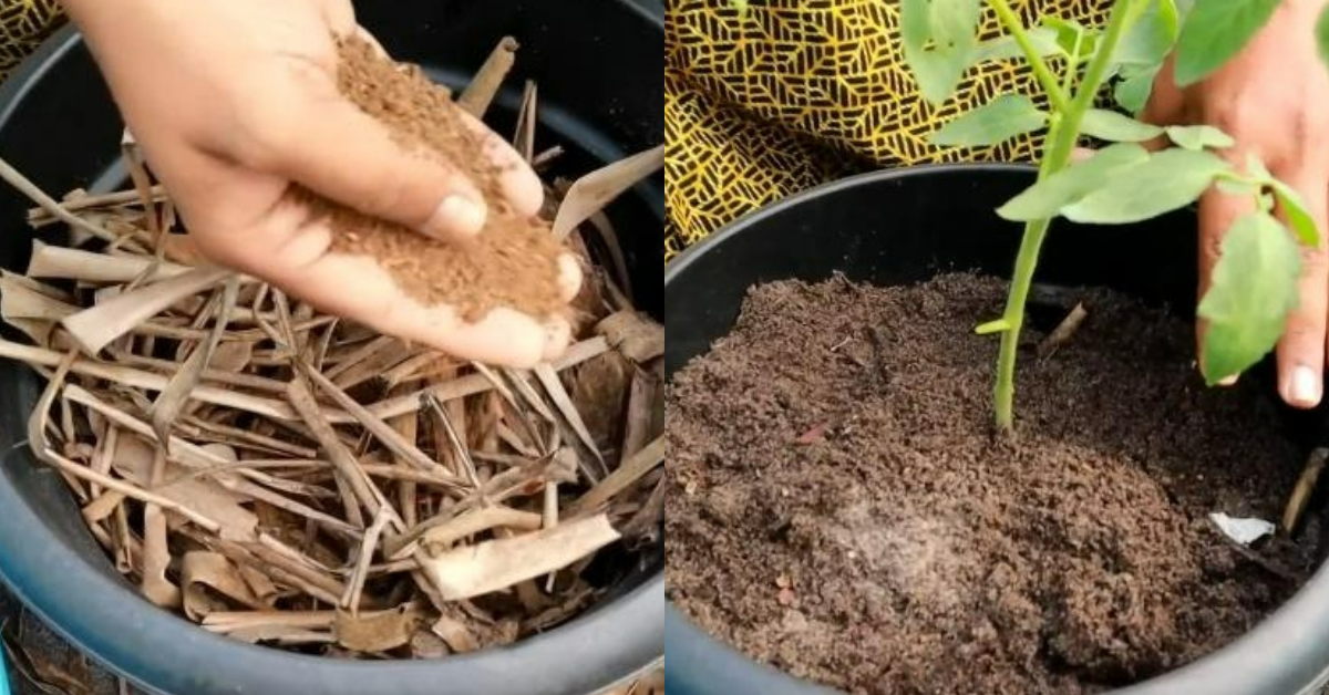 Growbag Filling With Coconut Leaf