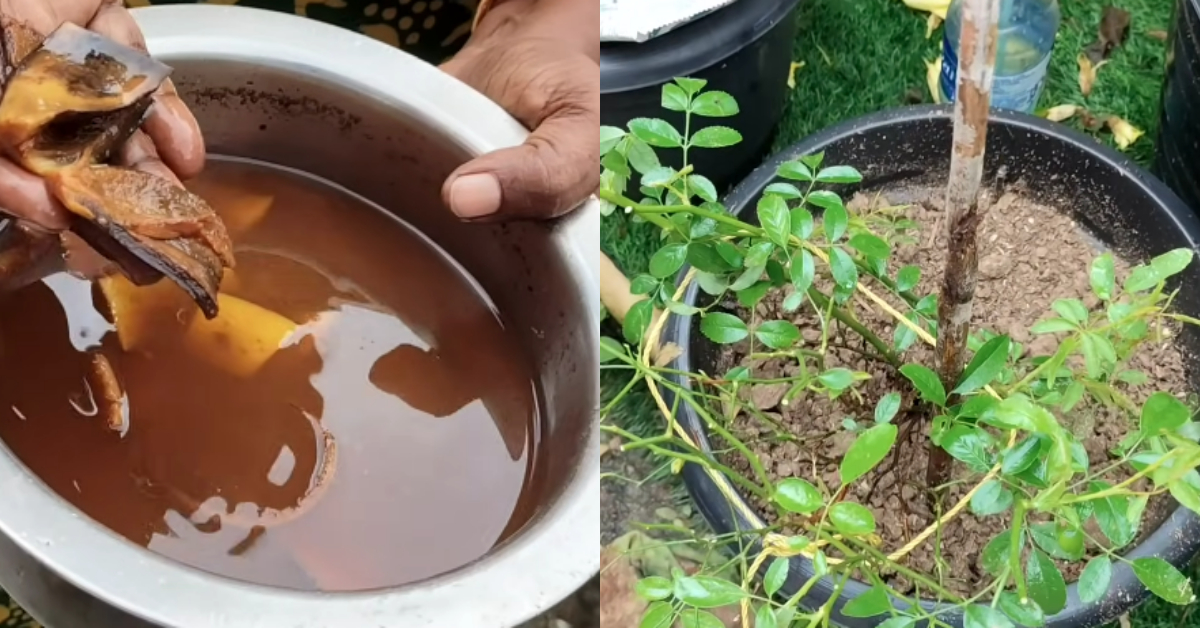 Homemade Fertiliser To Get More Flowers From Rose