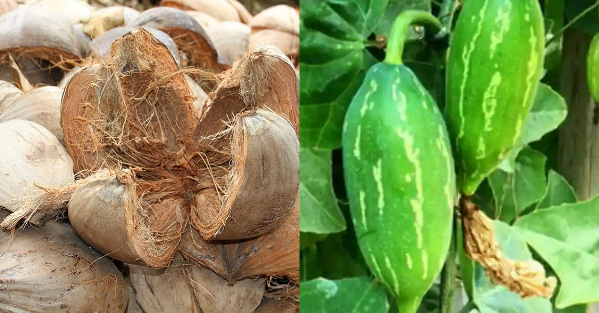 Kovakka Krishi Tips Using Coconut Husk